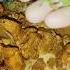 Most Beautiful Song Kosali Song Mailajada Trending Song Chicken Short Video