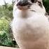 A Man Rescued A Kookaburra In His Backyard Birds Kookaburra