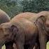 Happy Birthday To Elephant Bai Teoy Life After Rescued ElephantNews