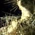 Behemoth Ecclesia Diabolica Catholica Official Music Video