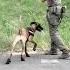 Youtube Usa K9trainer Dog Dogfinstagram Trending Trainingdogs K9 Tactical Viralshorts Fyp