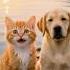 The Cat Helps A Disabled Dog And Gets Same In Return Aireels Aistories Catvideos Meowlisticai