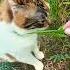 Сожри и её юмор цитаты жизнь Cat пословицы кот цитатыпрожизнь нюша природа цитатыосмысле