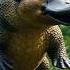 Dra Dra Dragon Cow Italian Italianbrainrot Viralvideo Shorts