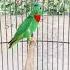 Srindit Ngetik Isian Love Bird Arkicau Srindit Srinditmania