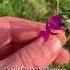 Common Vetch Guided Foraging Walks Available In Dorset Visit Forageforknowledge Com Forage