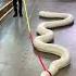 20ft Snake Vs Granny Ross Smith