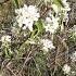 Ирга цветет Irga Blooms