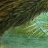 Kiwi Facts New Zealand S Flightless Birds Animal Fact Files