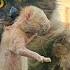 A Stray Cat Jumped On My Car And Asked Me To Take Her Kittens Home