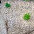 Big Native Plant Garden Progress