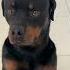 MY SHAYLA Nalatheneedyrottie Rottweiler