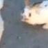 Rabbit Won T Leave His Dead Friend SAD