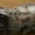 Cat Maru Loves Boxes Котик Мару любит коробки