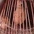 Batair Ki Awaz Batair Sound Vol Common Quail Coturnix Quail Sound Quail For Hunting