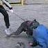Cane Corso Bodyguard Dog Saves A Girl From An Intruder Dog Training GUARD Odessa Ukraine