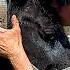 Horse Had Almost Given Up Until He Found A New Family Cuddle Buddies