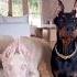 Europe Doberman ㅇyㅇ Asia Pets Food Asmr Japan Animals Like Africa