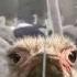 Farmers Under Siege Ostrich Farm Resists Mark Carney Liberal Tyranny Stand On Guard