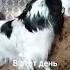Как кошка с собакой Это про них Music Funny Song Como собака Like Puppy дуэт Cat