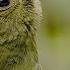 Dancing With The Birds Clip Netflix
