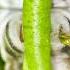 DONT EVER TOUCH THIS CATERPILLAR