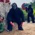 2 Ferocious Gorilla Monsters Attack 2 Brave Girls And A Poor Old Man Screams For Help