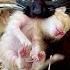 Unbelievable A Cat Led Me To Some Adorable Newborn Kittens