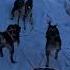 Mushing A Dog Team Across The Arctic Of Alaska