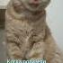 Могу позвонить в органы опеки смешныекотики котоюмор Catlover юмор приколыскотами приколы