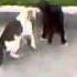 Epic Cat Fight Cat S Horror