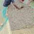 Netting Benami Prawn Trending Love Song