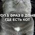А какие фразы часто звучат у вас Cat Cats Funnycats коты смешныекоты русскаяголубая