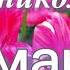 Beautiful Congratulations On March 8th International Women S Day Beautiful Video Card