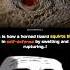 This Is How A Horned Lizard Squirts Blood In Self Defense Shorts Lizard Biology Facts Science