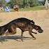 Super Dog Racing Dog Shortvideos Trending