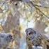 Snow Owl Feeding Her Baby Owl Shorts Short