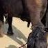 Black Gold Blackgold Dairyfarm