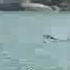 Goa India Dolphin Watching