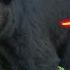 50 Bear Hunts In 15 Minutes ULTIMATE Bear Hunting Compilation BEST OF