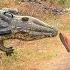 Ultimate Best Of Best Bushman Prank In Africa Compilation 2025