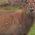 We Took A 200 000 Camera Bowhunting In Uganda Shorts Slowmotion Slomo Archery Bowmar
