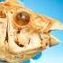 What S Inside A Parrotfish