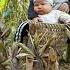 Harvesting Bamboo Shoots For Sale Cooking With My Young Son Building A New Life