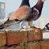 Top Pigeon In World Kabutar Ki Video Pigeon Shorts Shorts