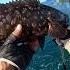 Habemus Abade Angler Abade Atlantico Aztrading Bluecrab Canaryislands Fishingguide Shorts