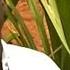 Africando Dioumte Feat Adama Seck Clip Officiel