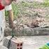 Unbelievable Moment CUTIS Risked Life To Save Baby Monkey From Big Accident