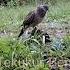 Suara Pikat Tekukur Semi Penguku Tekanan Rapat Tekukur Suara