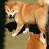 Kennel Shiba Inu Di Indonesia Dog Shibainu Indonesia